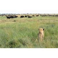 Herbes de savane 