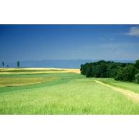 Prairie