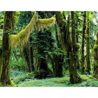 For&ecirc;t tropicale humide 