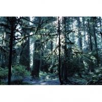 Forêt humide tempérée 