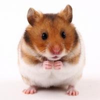 L'alimentation du hamster  