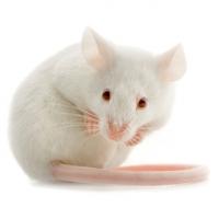La souris