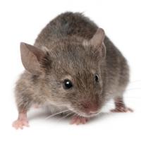 Prendre soin de sa souris 