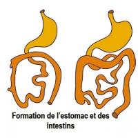 La formation du meconium et du système digestif pendant le 8 ème mois de grossesse. Le système digestif de votre bébé se prépare à fonctionner seul. Votre béb&eacu