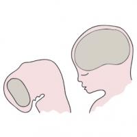 La migration des cellules nerveuses est achevée. Le nombre de cellules nerveuses est acquis définitivement, chaque cellule est à sa place dans les différentes parties du cerveau. Le cerveau est achevé