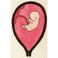 Développement de bébé à 3 mois de grossesse