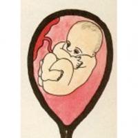 Votre bébé poursuit sa croissance. Les dents et les os poursuivent leur croissance régulière. Bébé entraîne chaque jour ses muscles et ses poumons. Le sexe de béb&e