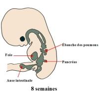 Les principaux organes de votre bébé à 2 mois de grossesse