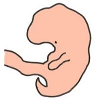 Votre bébé à 5 semaines de grossesse 