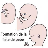 Formation de la tête de bébé à 3 mois de grossesse