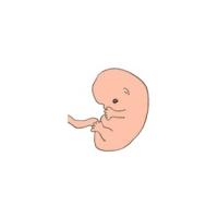Votre grossesse à 2 mois