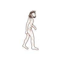 homo erectus 