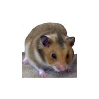 La carte d'identit&eacute; du hamster dor&eacute; 