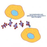 Si l'action rapide et l'envoie des macrophages ne suffisent pas, le système immunitaire va identifier les corps étrangers (ou antigènes) qui ont pénétré dans le corps et envoyer des "t