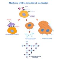 Les lymphocytes sont les globules blancs activés lorsqu'ils rencontre un antigène spécifique (corps étranger produisant une réaction du système immunitaire). La contamination et la vaccinat
