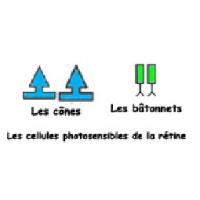 la perception rétinienne