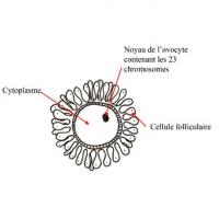 Les cellules reproductrices féminines et masculines – les gamètes- doivent réduire leurs chromosomes de moitié avant de se rencontrer pour créer une nouvelle cellule de 46 chromosomes, ce se