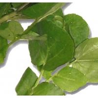 feuille de crésson d'eau 