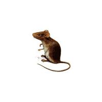 aliment souris