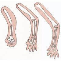 Les os de bébé s'allongent et s'épaississent. Bébé devient un gros consommateur de calcium au cours du 8 ème mois de grossesse. Il a besoin de calcium pour l'allongement de ses os, leur &am