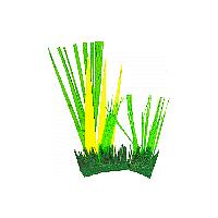 herbes de la savane pour les bricolages