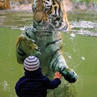 Aller au zoo :