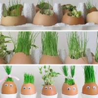 Des oeufs en herbe :