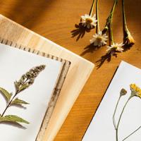 Faire un herbier