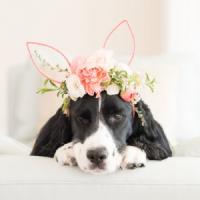 Serre-tête Lapin :