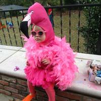 En flamant rose