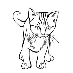 Coloriage d'un chaton en mandala