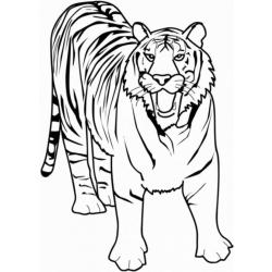 coloriage d'un petit tigre