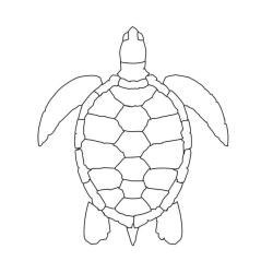 Coloriage d'une tortue de terre