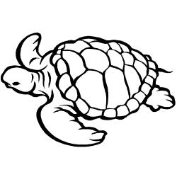 Coloriage d'une tortue de terre