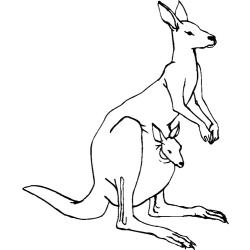 Coloriage kangourou mignon
