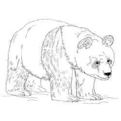 Coloriage maître tigresse Kung Fu panda