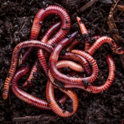 invertebre - mot du glossaire Tête à modeler. Définition et activités associées au mot invertebre.