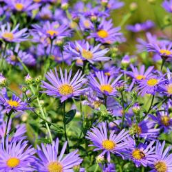 Aster : Mot du glossaire Tête à modeler. L'aster est une plante dont les fleurs  sont en forme de petite étoile. Activités associées