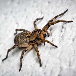 Arthropode : Mot du glossaire Tête à modeler. Un arthropode est un animal invertébré à squelette externe dont le corps est segmenté et dont les membres sont composés d'articles.