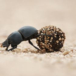 bousier - mot du glossaire Tête à modeler. Le bousier est un insecte coléoptère Définition et activités associées au mot bousier.