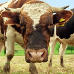 boeuf - mot du glossaire Tête à modeler. Le mot boeuf peut aussi désigner l'ensemble des bovidés : taureau, vache, veau. Définition et activités associées au mot boeuf.