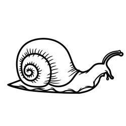 Coloriage d'un petit escargot