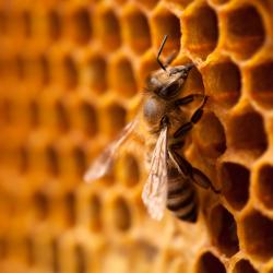 Abeille : Mot du glossaire Tête à modelerAbeille : L'abeille est un insecte vivant dans une ruche et produisant du miel. L'abeille est originaire d'Afrique et d'Europe, mais elle a été introduite sur 