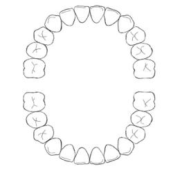 Compter les dents