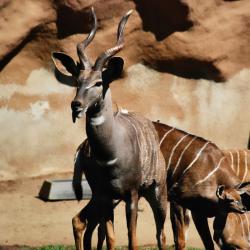 Addax : Mot du glossaire Tête à modeler. L'addax est une antilope de couleur gris clair aux cornes en forme de spirale