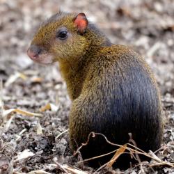 Agouti : Mot du glossaire Tête à modeler. L'agouti est un mammifère, un gros rongeur au corps trapu et aux pattes courtes.  Activités associées.