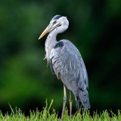 Aigrette : Mot du glossaire Tête à modeler. L'aigrette est un héron blanc qui porte de longues plumes sur le dessus de sa tête.  Activités associées.