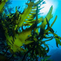 Algue : Mot du glossaire Tête à modeler. L'algue est une plante aquatique que l'on trouve au fonds de la mer, des rivières, des lacs ou des étangs.  Activités associées.
