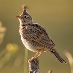 Alouette : Mot du glossaire Tête à modeler. L'alouette est un petit oiseau des champs au plumage brun. Activités associées.