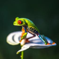Amphibien : Mot du glossaire Tête à modeler. Un amphibien est un animal amphibie comme les tortues, les grenouilles et les crapauds.   Activités associées.